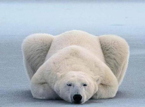 娱乐吃瓜酱北极熊,吃瓜酱视角下的极地风情