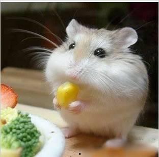 娱乐吃瓜酱鼠鼠头像,揭秘网红萌物背后的故事